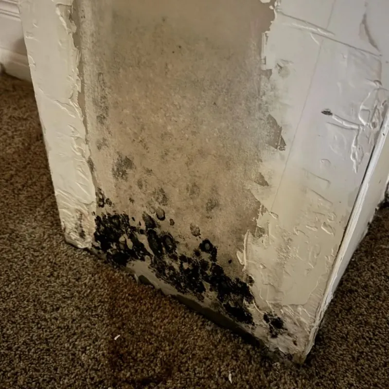 Professional Mold Removal in Hartwell, GA